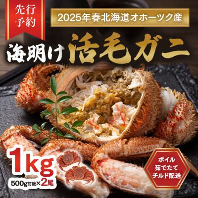 ふるさと納税 旭川市 【先行予約】北海道オホーツク産海明け活毛ガニボイル未冷凍チルド冷蔵配送500g前後×2尾_03500