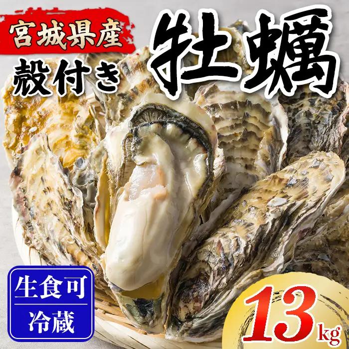 松島牡蠣屋 殻付き牡蠣（生食用） 13kg 生牡蠣 宮城県産 牡蛎 牡蠣 カキ オイスター カキフライ 牡蠣鍋 海鮮 国産 魚貝類 【菊地水産合同会社】tm748