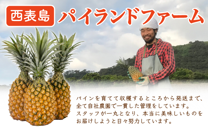 【訳あり】大きさ不揃い　お得！箱にいっぱいスナックパイン9㎏セット