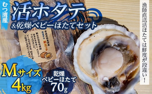 むつ湾で獲れた活ホタテ Mサイズ 約4.0kg ＋ 天日干し帆立っ子 70gセット【活ほたて本舗】 ホタテ ほたて 帆立 活ホタテ 生ほたて 生ホタテ 刺身 殻付き 海鮮 新鮮 貝 貝柱 天日干し ベビーホタテ おつまみ 酒の肴 魚介 青森 青森県 東北 むつ湾 陸奥湾 BBQ バーベキュー キャンプ 4kg F21J-093