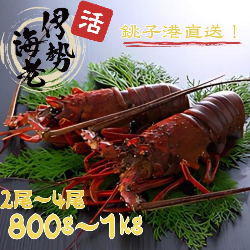 【ふるさと納税】 活 伊勢海老 数量限定 約800g〜1kg 天然 銚子港水揚げ イセエビ 海老 えび 刺身 ボイル アウトドア エビフライ 人気 高級 おススメ 新鮮 海鮮 贈答 プレゼント ギフト お取り寄せ グルメ お祝い 千葉県 銚子市 網中昭商店 発送時期：8月〜9月