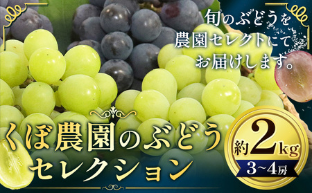 【2026年先行予約】くぼ農園 の ぶどう セレクション 約 2kg ( 3～4房 ) くぼ農園 《2026年9月上旬-10月上旬頃出荷(土日祝除く)》マスカット 送料無料 岡山県 浅口市 マスカット フルーツ 果物 贈り物　シャインマスカット ニューピオーネ 瀬戸ジャイアンツ 