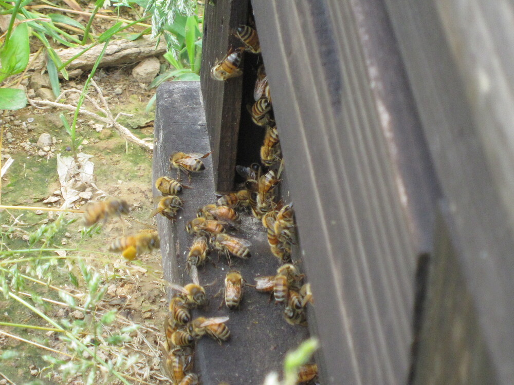 みかん蜜 300g ギフト箱入 元気や 非加熱 はちみつ 国産はちみつ みかん蜂蜜 みかん 蜜柑 柑橘 純粋はちみつ 生はちみつ 生蜂蜜 蜂蜜 ハニー 数量限定 産地直送 国産 愛媛 宇和島 F012