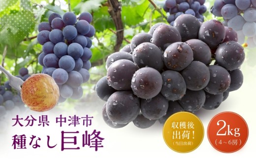【先行予約】ニュー巨峰 約2kg（4～6房）| ブドウ ぶどう 葡萄果物 フルーツ くだもの 産地直送 甘い 大分県産 九州産 中津市 国産 送料無料