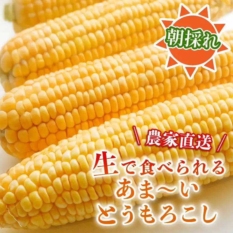 【2027年先行予約 】 フルーツコーン バイカラー種 約4kg(8～11本) とうもろこし