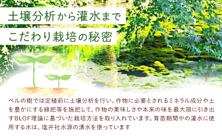 有機JAS認定 オーガニック さつまいも 5kg 農園ベルの樹《12月上旬-3月下旬頃出荷》熊本県 南阿蘇村 さつまいも オーガニック 有機栽培 薩摩芋---sms_blkost_ak123_r7_1