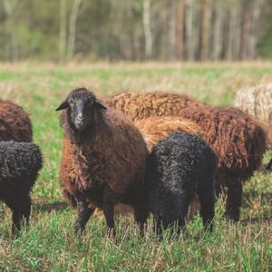 T112(アイボリー・200×250cm) 3色から選べるウール100%ラグ 有色羊毛使用 2サイズ展開【カーペット ラグ マット 幅 200 250 cm 正方形 アイボリー 防虫 遮音 防ダニ 羊