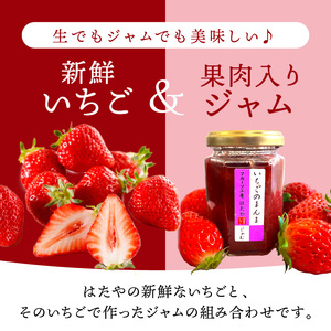 ★先行予約★はたやの新鮮いちご＆果肉入りジャムのセット[1月中旬より順次発送]【2601C09701】