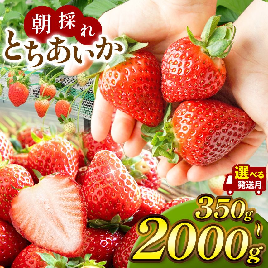 【ふるさと納税】いちご とちあいか【2027年 先行予約】訳あり 選べる容量 1kg 1.4kg 2kg 選べる発送月 | 栃木県 真岡市 苺 イチゴ 朝採れ 完熟 大粒 高糖度 大容量 産地直送 フルーツ 果物 不揃い 新鮮 旬 日本一 送料無料