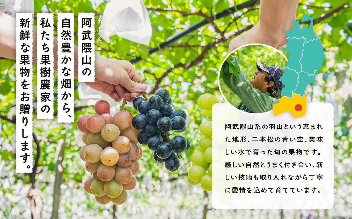 《2026年9月中旬以降順次発送》羽山のぶどう シャインマスカット 1.5kg ぶどう シャインマスカット フルーツ 果物 ブドウ 葡萄 旬 グルメ おいしい 人気 ランキング おすすめ ギフト 福島