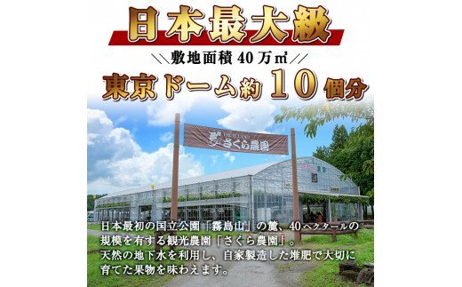 A-138 ＜先行予約受付中！2025年8月中旬～10月上旬の間に発送予定＞梨詰め合わせ(約2.5kg前後)【さくら農園】