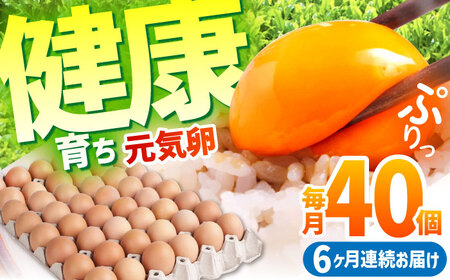 【全6回定期便】お茶と海藻で健康育ち 元気卵 240個（40個×6回） / たまご タマゴ 玉子 鶏卵 / 亀山市 / 藪本養鶏園[AMBH007]