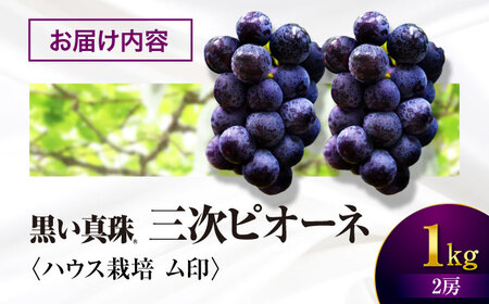 【先行予約】【7月中旬以降順次発送】 三次ピオーネ 1kg ぶどう ぶどう ぶどう ぶどう ぶどう [APBD001]