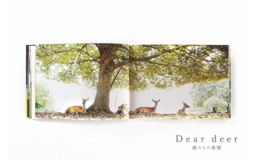 J-63　奈良の鹿 写真集「Dear deer 鹿たちの楽園」