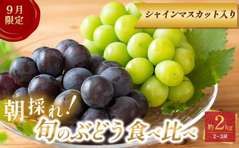 ぶどう【9月限定】採れたて！旬のぶどうの食べ比べ 約2kg セット シャインマスカット入り