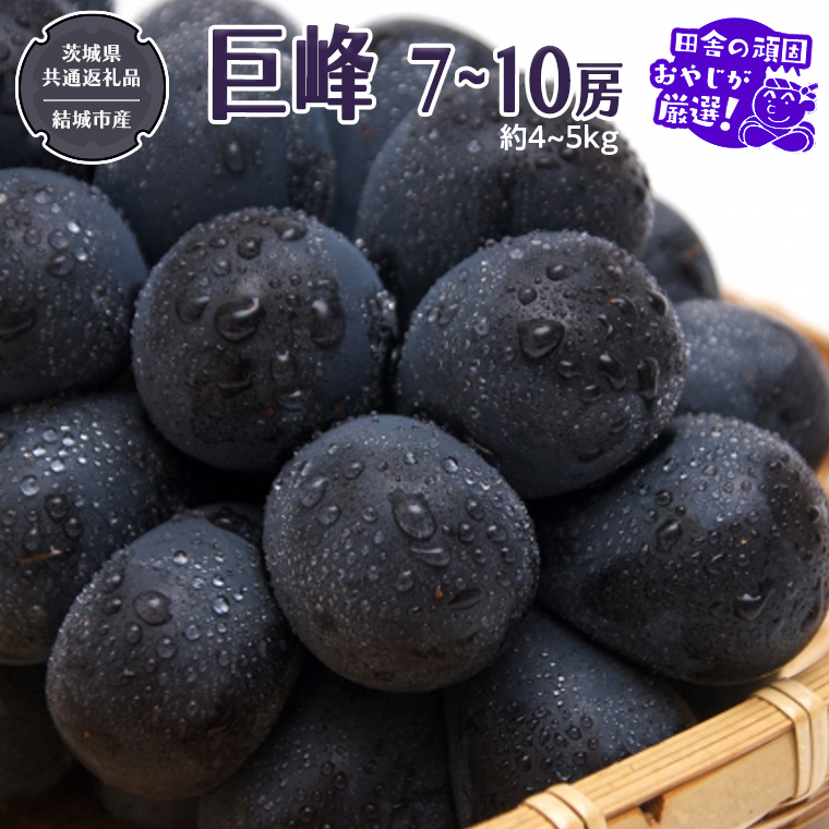 巨峰 約4～5kg 7～10房 【2026年8月より発送開始】（茨城県共通返礼品 [ぶどう]：結城市産）田舎の頑固おやじが厳選！  ぶどう ブドウ 葡萄 高糖度 大粒 甘い 美味しい フルーツ [BI293-NT]