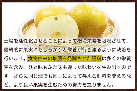 大高フルーツの旬の梨(幸水/豊水/秋麗/あきづき/甘太/新高)★約3kg(5-12玉前後) 予約受付中 フルーツ 秋 旬★熊本県玉名郡玉東町 《7月下旬-10月中旬頃出荷》｜ブランド梨 人気梨 特産品