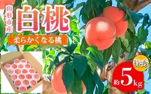 山形市産 白桃 特秀品 約5kg (12～20玉) 柔らかくなる桃 【令和7年産先行予約】FS24-757