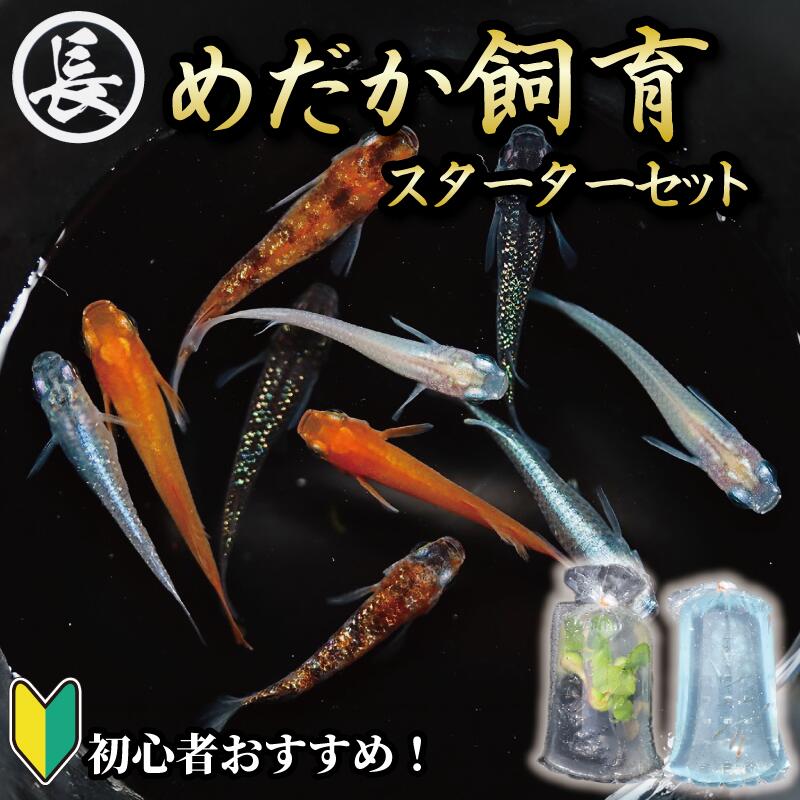 【ふるさと納税】 129-1 魚介 魚類 魚 めだか 飼育 スターター セット 初心者 おすすめ 水槽 インテリア 生物 鑑賞 美 静岡県 牧之原市 丸長