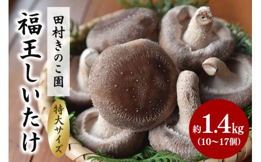 【先行予約/2026年10月末以降発送】 福王しいたけ 特大サイズ 約1.4kg しいたけ 椎茸 きのこ キノコ 国産