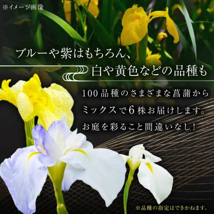 苗 【4月から11月発送】花しょうぶ（ジャパン アイリス）の苗 おまかせ6株 [AIAC001] 
