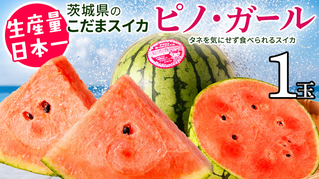 《 2027年 収穫分 》タネが気にならない 小玉スイカ ピノ・ガール 1玉 先行予約 国産 KEK 小玉 スイカ すいか 小玉すいか こだますいか ピノガール 国産 西瓜 フルーツ 果物 くだもの 