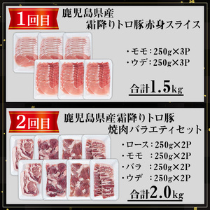 ＜定期便・全3回＞ 薩摩 トロ豚 食べ比べ 定期便 (合計5.5kg) 豚肉 【KNOT】 T61