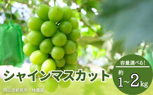 
                  容量選べる！シャインマスカット 林農園 【先行予約 2026年10月上旬から順次発送】
                