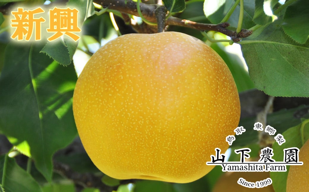 
            308K.湯梨浜東郷産 新興5kg
          