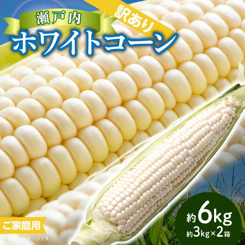 【ふるさと納税】訳あり ご家庭用 瀬戸内ホワイトコーン 約6kg【2026-6月中旬～2026-7月中旬配送】 | コーン とうもろこし トウモロコシ コーン 野菜 瀬戸内 香川県 高松市 送料無料