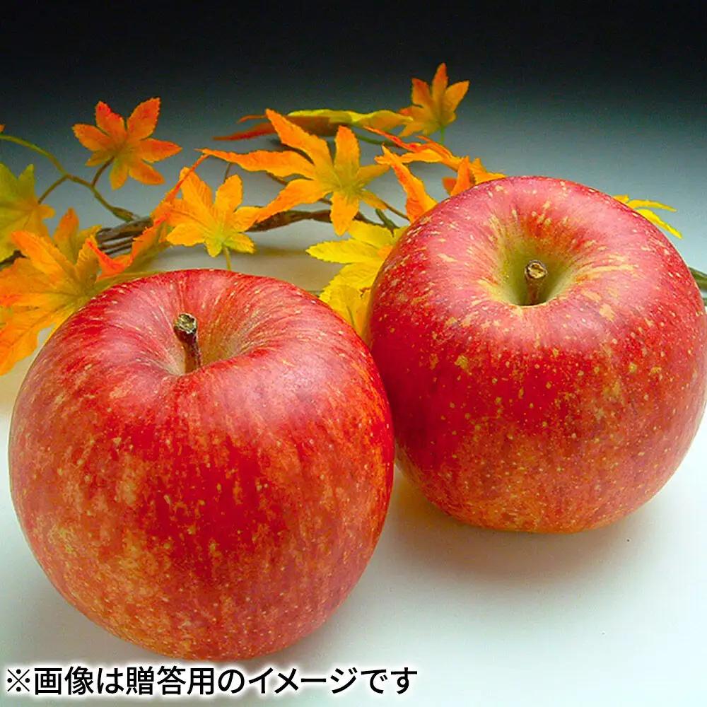 りんご サンふじ 贈答用 約5kg【26年12月発送】りんご