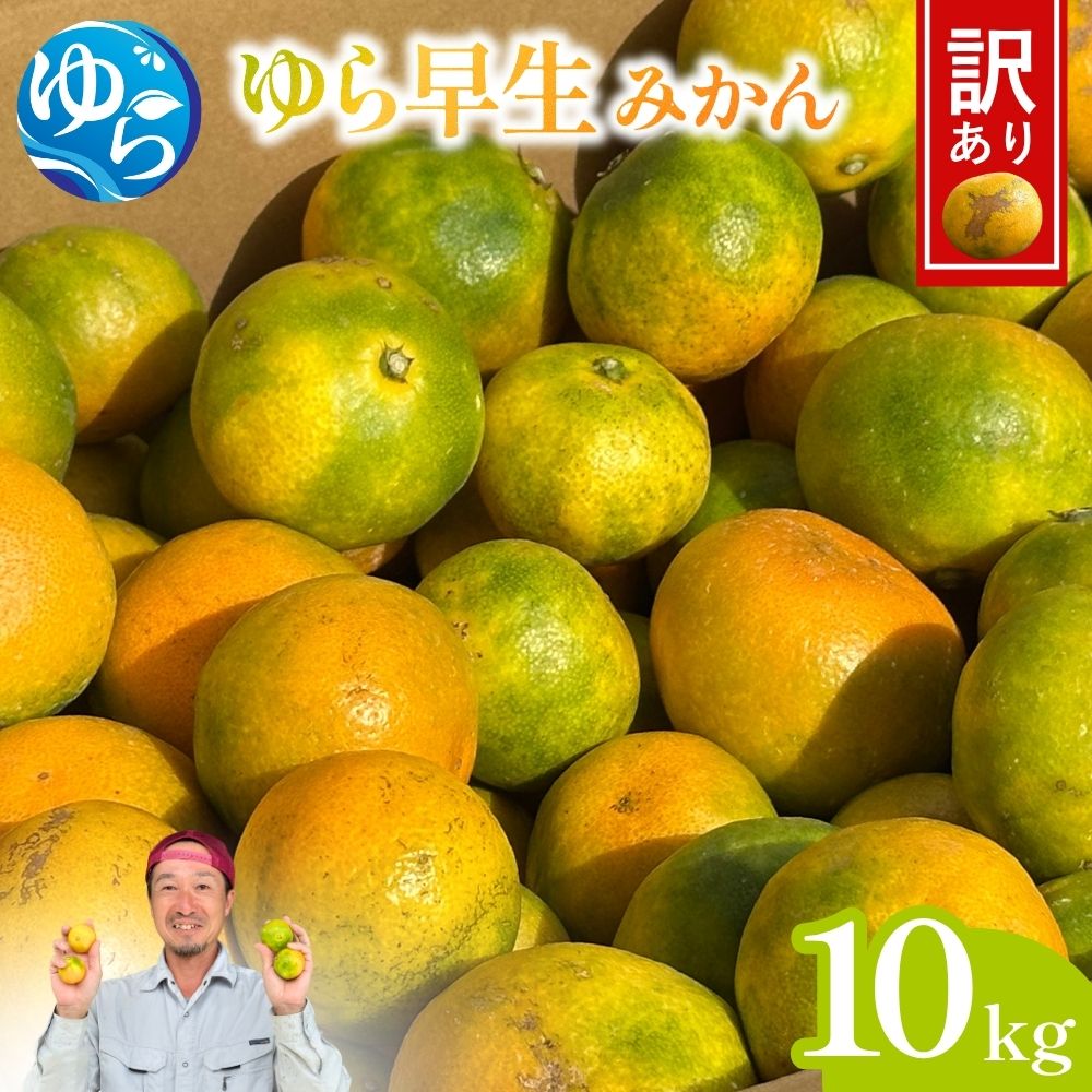 【ふるさと納税】先行予約 ≪訳あり≫ ゆら早生みかん 10kg 【2025年10月中旬～順次発送予定】/ みかん ミカン 和歌山県 柑橘 早生 甘い 蜜柑 フルーツ 果物 くだもの 食品 産地直送 由良町 ご家庭用 ゆら早生 早生みかん