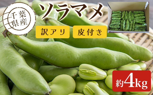 【先行予約:2027年5月以降発送】【訳アリ】千葉県産 ソラマメ 4kg 皮付きふるさと納税 そらまめ ソラマメ そら豆 千葉県 大網白里市 送料無料 AD002