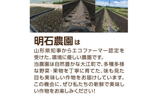 《先行受付》朝採りホワイトショコラ約3kg・A品L～3L・7～9本程度 【2026年9月上旬～発送予定】【山形とうもろこし】