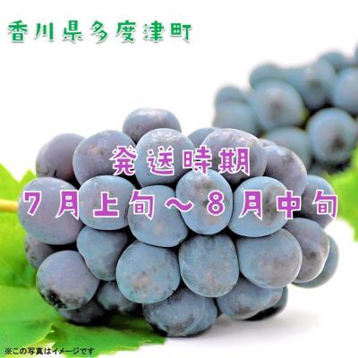 ふるさと納税 多度津町 ハウスピオーネ　1房　化粧箱【令和8年7月下旬頃発送!先行受付中!】【A-51】 |  | 01