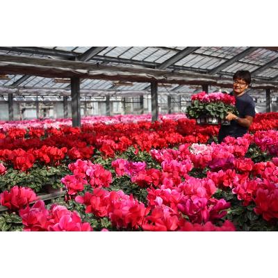 ふるさと納税 朝日町 過去に農林水産大臣賞等複数受賞…シクラメン　フリルピンク　6号鉢(直径18cm)底面給水鉢 |  | 03