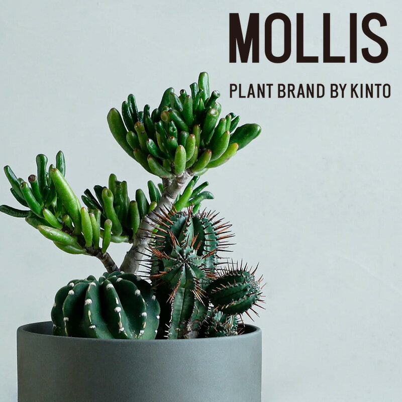 【ふるさと納税】 【 観葉植物 】 MOLLIS 寄せ植え (宇宙の木、大豪丸、紅ホリダ) KINTO サボテン