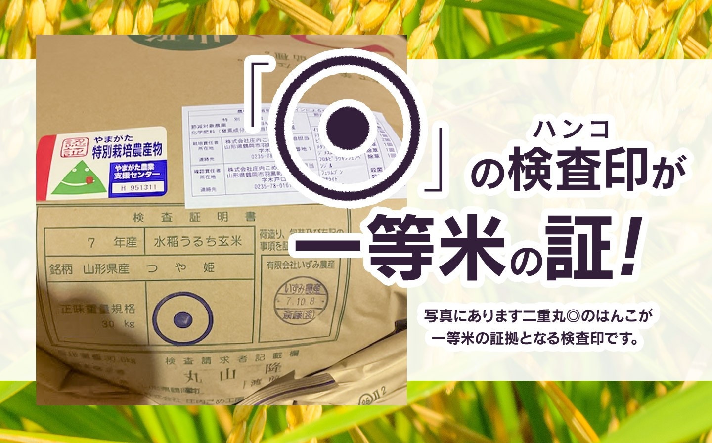 【令和7年産】特別栽培米つや姫 精米 10kg (5kg×2袋)　山形県鶴岡市　庄内丸山農場　| つやひめ 10キロ 米どころ 庄内米 ブランド米 米 コメ こめ 精米 ご飯 ごはん 美味しい お取り
