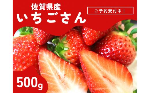 ＜先行予約受付中・令和7年2月以降順次発送＞濃厚苺”いちごさん” 500g（A13718-04）