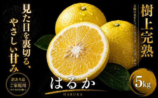 ＜上品な甘さ 愛媛県産はるか 合計約5kg＞『2027年2月上旬～3月中旬迄に順次出荷予定』訳あり まろやかな甘み ミカン 蜜柑 希少 ご家庭用 果汁 果物 くだもの フルーツ オレンジ 柑橘 人気柑橘 特産品 極尽道 愛媛県 西予市 【常温】