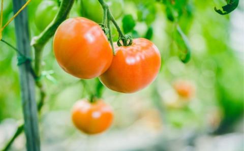 ザ・トマト！トマト好きに食べて欲しいりんか（2kg）