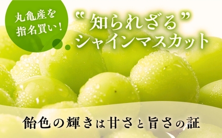 極撰 シャインマスカット 約2kg 3～5房 特秀品 マスカット ぶどう 葡萄 ブドウ フルーツ 果物 くだもの 香川