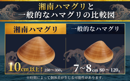 はまぐり  LLサイズ  1.4kg 【湘南はまぐり】
