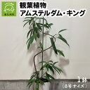 【ふるさと納税】観葉植物 アムステルダム・キング 1鉢 鉢 8号 サイズ 縦30cm 横19cm 存在感抜群 南九州市産 初心者 育て方マニュアル付き 育てやすい おしゃれ インテリア オフィス 部屋 室内 植物 アムステルダムキング 鹿児島県 南九州市 お取り寄せ 送料無料