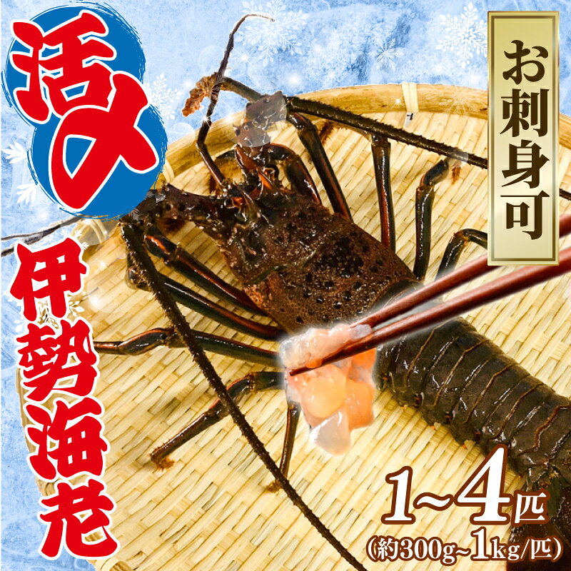 【ふるさと納税】 活〆 冷凍 伊勢海老 【選べる容量】 1匹～4匹（1匹 300g～1kg）計 約700g～2kg お刺身可 生食 刺身 氷締め 産地直送 銚子港 水揚げ 国産 厳選 新鮮 絶品 鮮度 贅沢 料理 生簀 海鮮 イセエビ 海老 送料無料 千葉県 銚子市 治吉水産 【9月以降順次発送予定】