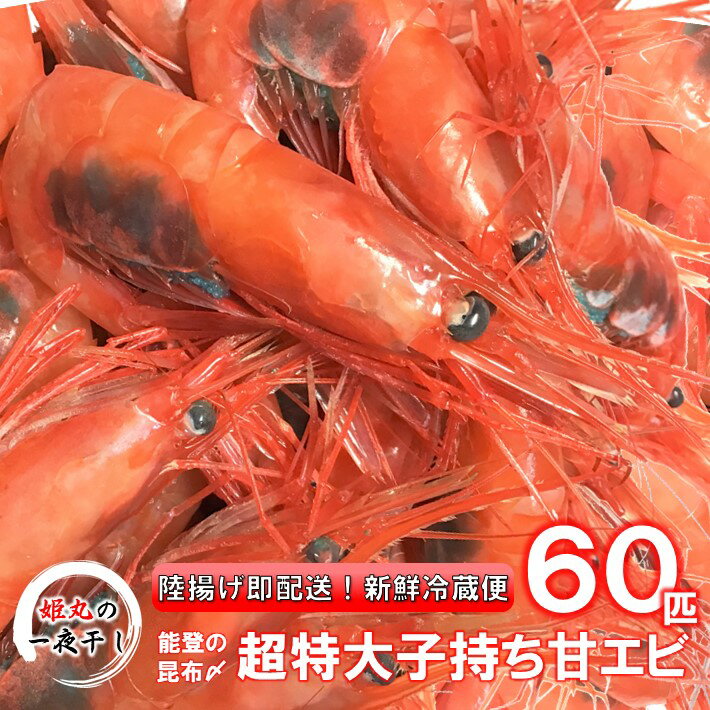 【ふるさと納税】 獲れたて 超 特大 甘エビ 子持ち 冷蔵 60匹 生食 昆布〆 刺身 天ぷら 素揚げ 揚げ焼き 味噌汁 にも 新鮮 厳選 大きい あまえび 有頭 エビ こだわり 昆布締め 昆布 包み 旨味 甘い 鮮度抜群 濃厚 ミソ 海の幸 海鮮 魚介類 卵 北陸 石川 能登 羽咋
