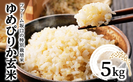 【玄米】《令和 7 年産》お米 ゆめぴりか玄米 5kg｜米 北 海道 岩見沢市 ファーム坂口の特別栽培米