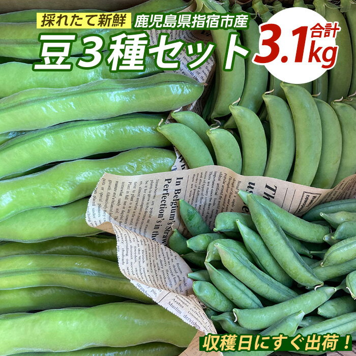 【ふるさと納税】＜2026年1月上旬以降発送予定＞豆3種セット (そらまめ 約1.5kg・スナップエンドウ 約800g・まめこぞう 約800g) 豆 えんどう豆 グリンピース 鹿児島産 特産品 採れたて 新鮮野菜 野菜 産地直送 旬【マツキアグリ】
