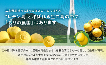 【訳あり】完熟はるか 7kg ドルチェみかん 2026年2月中旬より発送予定