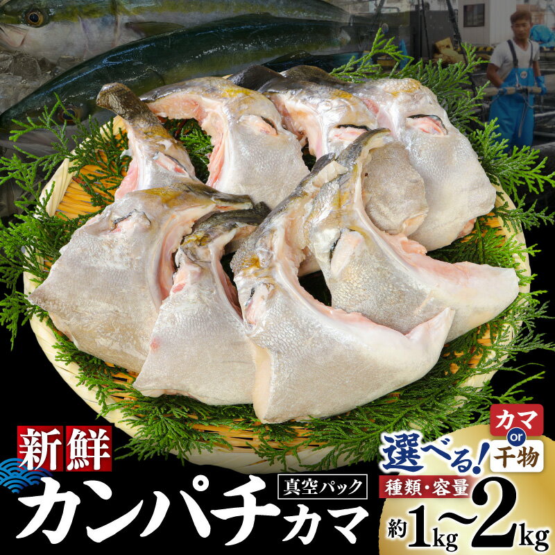 【ふるさと納税】＜選べる種類・容量＞ 新鮮 カンパチ カマ 1kg or 2kg 生 干物 真空パック 養殖 あら 魚 冷凍 羽根 神奈川県 三浦市 おすすめ ランキング プレゼント ギフト